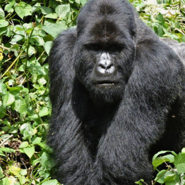 Bukima gorille à dos argenté